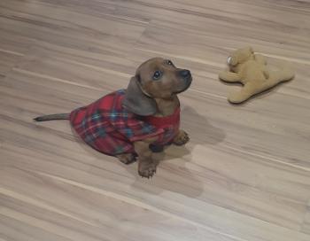 Minduim, Dachshund