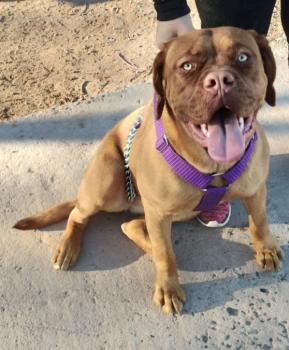 Daisy, Dogo De Burdeos