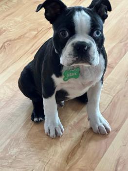 Max, Boston Terrier