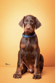 Oscar, Dóbermann