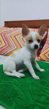 Zara Yotta Pereira Howard, Chihuahua