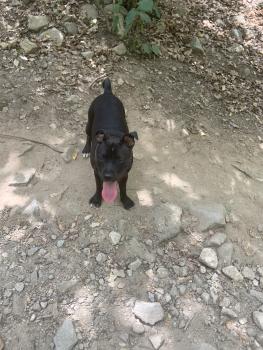 Neïyka, Staffordshire Bull Terrier