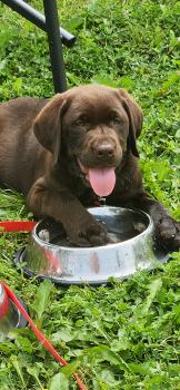 Dakota, Labrador Retriever