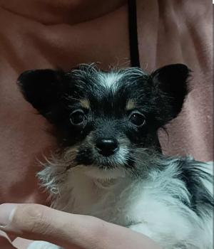 Victoria, Altri cani