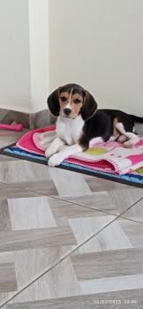 Minnie, Beagle