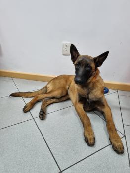 Leo (irmão da Lara e Luna), Pastor Belga Malinois