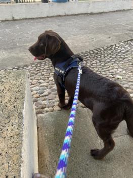 Daisy, Labrador Retriever