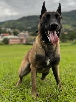 Kira, Malinois Shepherd Dog