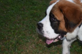 Us'ton, Saint Bernard