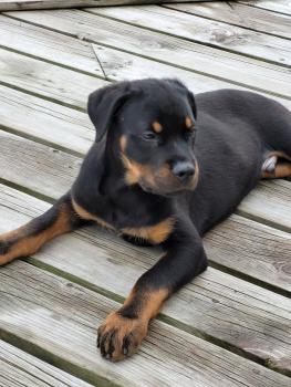 Horus, Rottweiler