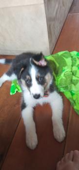 Filhote Luppy, Border Collie