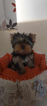 Uzara, Yorkshire Terrier