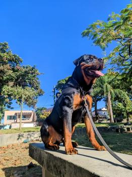 Ragnar, Rottweiler