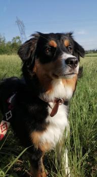 Zena, Australian Shepherd