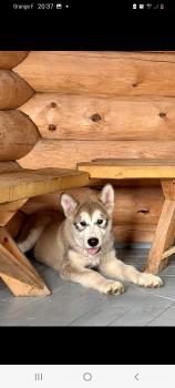 Urkan, Malamute De Alaska