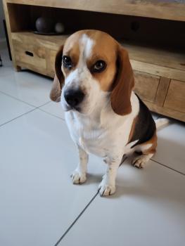 Reiko, Beagle