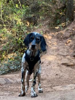Rydag, Setter Inglés