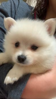 Lolla, Keeshond