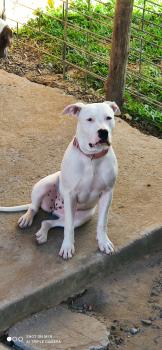 Sabine, Dogo Argentino