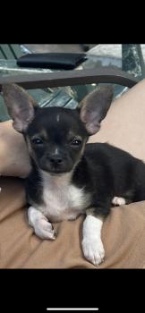 Tito, Chihuahua