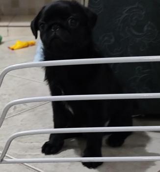 Toddy Melequinha, Pug