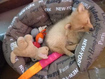 Pistache, Keeshond