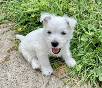 Upsilon, West highland white terrier
