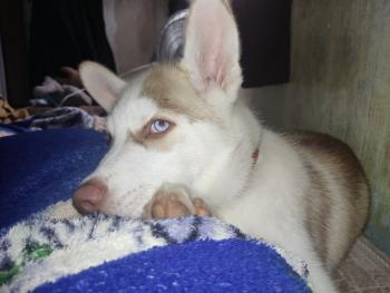 Marvin, Husky Siberiano