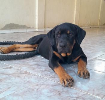 Baruck, Rottweiler