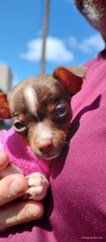 Meg, Pinscher (Alemán)