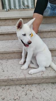 Yuki, Akita Inu