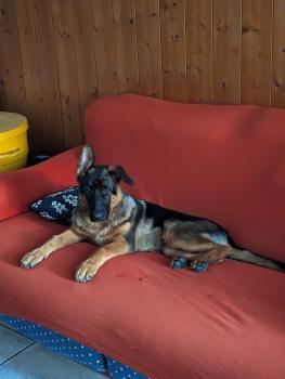 Ronny, Perro Pastor Alemán