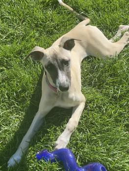 Litchi, Whippet
