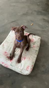 Ragnar King´s Knight, Pinscher (Alemán)