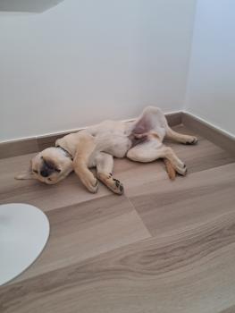 Oliver, Labrador Retriever