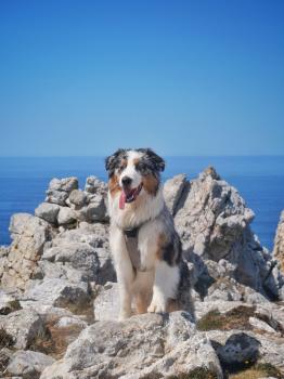 Saxo, Pastor Australiano