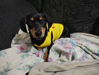 Rafael, Dachshund