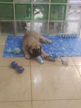 Rocky, English Mastiff