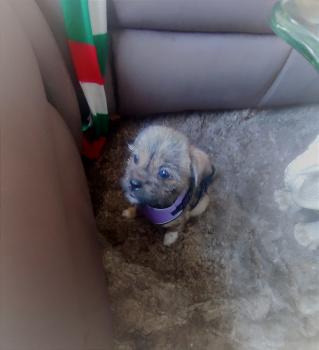 SOMBRA, Shih Tzu