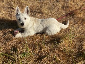Basil, West highland white terrier