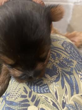 Ulamie, Yorkshire Terrier