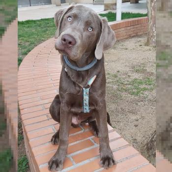 Blue, Labrador Retriever