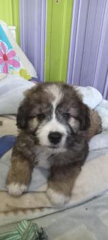 OSO, Autres Chiens