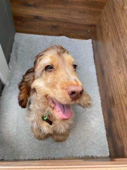 Lucky, Cocker Spaniel