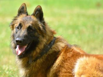Sirius, Tervuren Belge