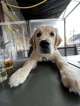 Georges, Golden Retriever
