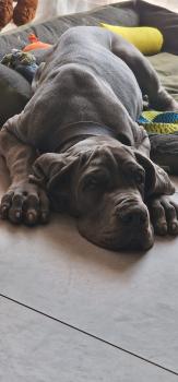 Uno, Dogue Alemão