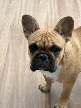 Luffy, Bulldog Francés