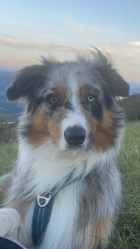 Tyler, Australian Shepherd