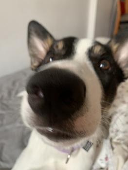 Jack, Border Collie